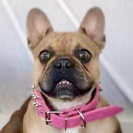 French Bulldogs from FIRMEFRENCHIEZ_909