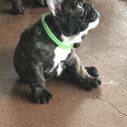 French Bulldog Puppies from Hilltop French Bulldogs