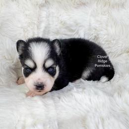 Calypso - Black and white male Pomsky puppy in Sheffield, Iowa from Clover Ridge Pomskies
