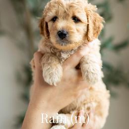Rain - Apricot male Goldendoodle puppy in Acton, Maine from Silver Pines Pups