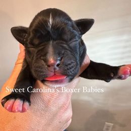 Boy 4 - Brindle male Boxer puppy in Smithfield, North Carolina from Sweet Carolinas Boxer Babies