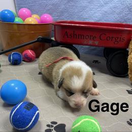Gage - Sable male Pembroke Welsh Corgi puppy in Apison, Tennessee from Ashmore Corgis