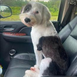 Eleven - Black and white female Sheepadoodle puppy in Saint Cloud, Florida from Rising Star Kennels