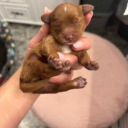 Cavapoo puppies from Gypsi Doodles & Poodles LLC.
