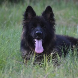 Ruby - German Shepherd