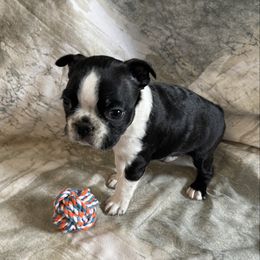 Ranger - Black and white male Boston Terrier puppy in Lake City, Florida from RuckerRun Boston Terriers