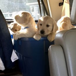 Golden Retriever Puppies from Snow Creek Goldens