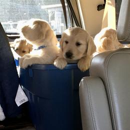 Golden Retriever Puppies from Snow Creek Goldens