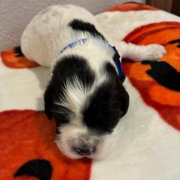 Specks - Black and white male Cockapoo puppy in Brookings, South Dakota from Hofer Pups