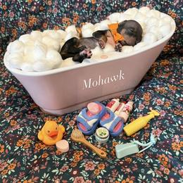 Mohawk - male American Hairless Terrier puppy in Marietta, Georgia from Black Tie Danes and Sleek Society AHT