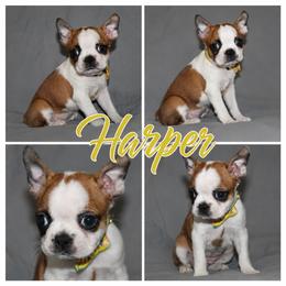 Harper - Red female Boston Terrier puppy in Brooksville, Florida from I Love Pups