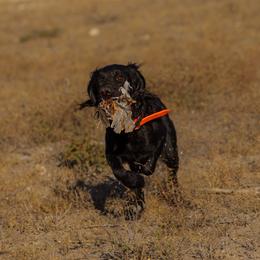 English Cocker Spaniel All Grown Up from Hawkeye Kennels
