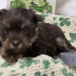 Grey collar - Liver male Miniature Schnauzer puppy in Teton County, Montana from East Front Labradors & Treasure State Schnauzers