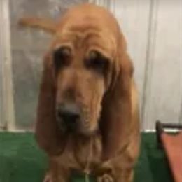 Lily - Bloodhound