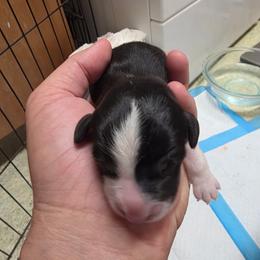 Wrangler - Black and tan male Pembroke Welsh Corgi puppy in Atascadero, California from California Corgis and Kunes