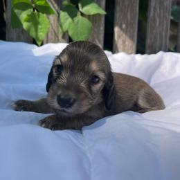 Dark shaded cream girl - Cream female Dachshund puppy in Ely, Iowa from Cedar River Mini Dachshunds