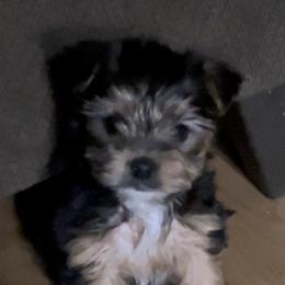 Yorkshire Terrier Puppies from Middle Tennessee Teacup Yorkie puppies