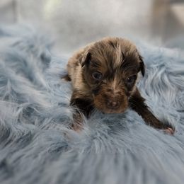 Buzz - Red merle male Australian Shepherd puppy in Mehoopany, Pennsylvania from Crooked Creek Australian Shepherds