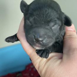 Boy 2 - Black and white male Assorted Doodle Crosses puppy in Tropic, Utah from Lady Paws-Kara