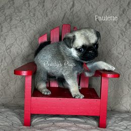 Paulette - Fawn female Pug puppy in Summerville, Georgia from Pearly’s Pugs & Pollywog Poodles