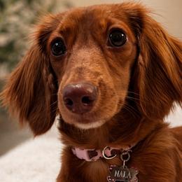 Dachshunds from D&A Dachshunds