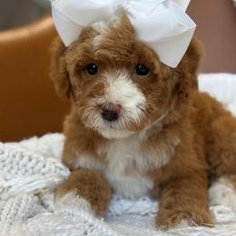 LR-Peach Girl - Red  female Goldendoodle puppy in Lewisville, Texas from Texas Goldendoodle Lovers