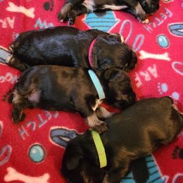 Miniature Schnauzer Puppies from Starbound Miniture Schnauzer's