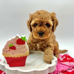 Chocolate - Red male Cavapoo puppy in La Vernia, Texas from Texas Teddy Bears
