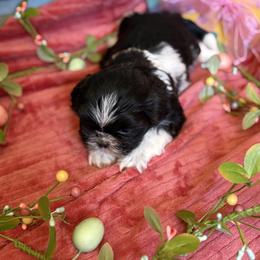 Ben - Black and white male Shih Tzu puppy in Bradley, South Carolina from Katie’s Kennel