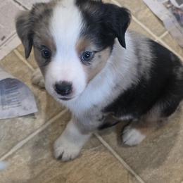 Duncan - Blue merle male Miniature Australian Shepherd puppy in Sound Beach, New York from Awesome Aussies