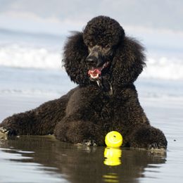 Poodles from Tiara Standard Poodles