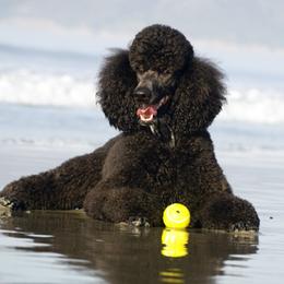 Poodles from Tiara Standard Poodles
