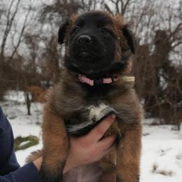 Arya - Fawn female Belgian Malinois puppy in Baltimore, Maryland from Abenteurer German Shepherds & Belgian Malinois