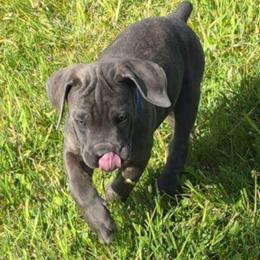 Navy Collar Male - Gray brindle male Cane Corso puppy in Lewistown, Montana from Corsi Amore Kennels