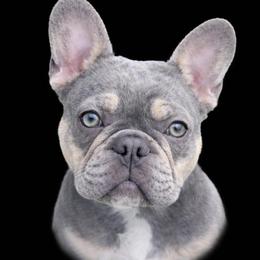 Daisy - French Bulldog