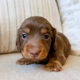 Nori - Chocolate and tan female Dachshund puppy in Cape Coral, Florida from Dear Dachshunds
