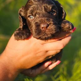 Jetty - Brown female Cockapoo puppy in Indiahoma, Oklahoma from Phamily Doodles