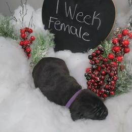 Purple collar female - Black brindle female Cane Corso puppy in Westerville, Ohio from Elite Empire Cane Corso