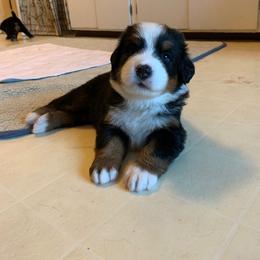 Bernese Mountain Dog Puppies from Locust Hill Berners