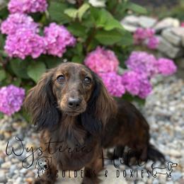Gretyl - Dachshund