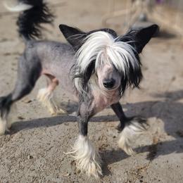 Striker - Chinese Crested