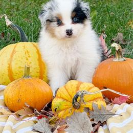 Brew - Blue merle male Australian Shepherd puppy in Kearney, Nebraska from Helix Aussies