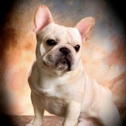 French Bulldogs and Pugs from Timeliss Dogs