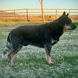 Jace - Australian Cattle Dog