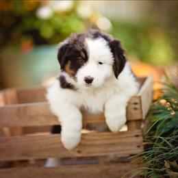 Black Tri Male 2 - Black tri-color male Australian Shepherd puppy in Elkton, Tennessee from Riverlook Australian Shepherds