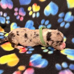 Apollo - Blue merle male Border Collie puppy in Scottsboro, Alabama from Bear Hollow Border Collies