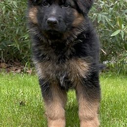 German Shepherd Puppies from Marvel German Shepherds
