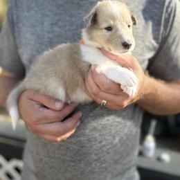 Mr. Orange - Sable merle and white male Collie puppy in Tallahassee, Florida from Lampost Kennels
