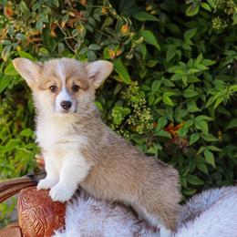 Lime green - Sable male Pembroke Welsh Corgi puppy in Caliente, California from Rafter Cross 7