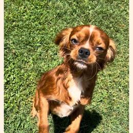Cavapoo All Grown Up from Carolina Canines